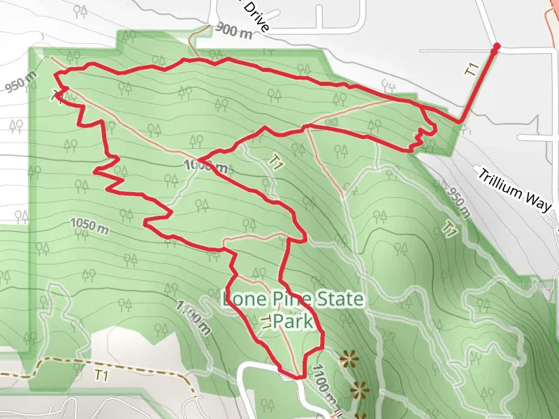Lone Pine and Western Larch Loop Trail