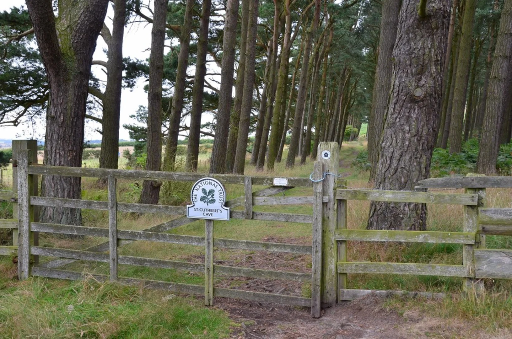 An image depicting the trail St Cuthbert's Cave Wood and Greensheen Hill Loop and its surrounding area.