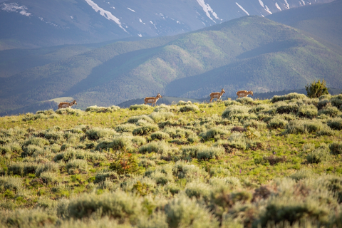An image depicting the trail Mount Shavano Trail and its surrounding area.