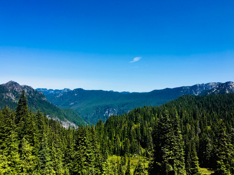 An image depicting the trail Carbon River Rain Forest Nature Trail and its surrounding area.