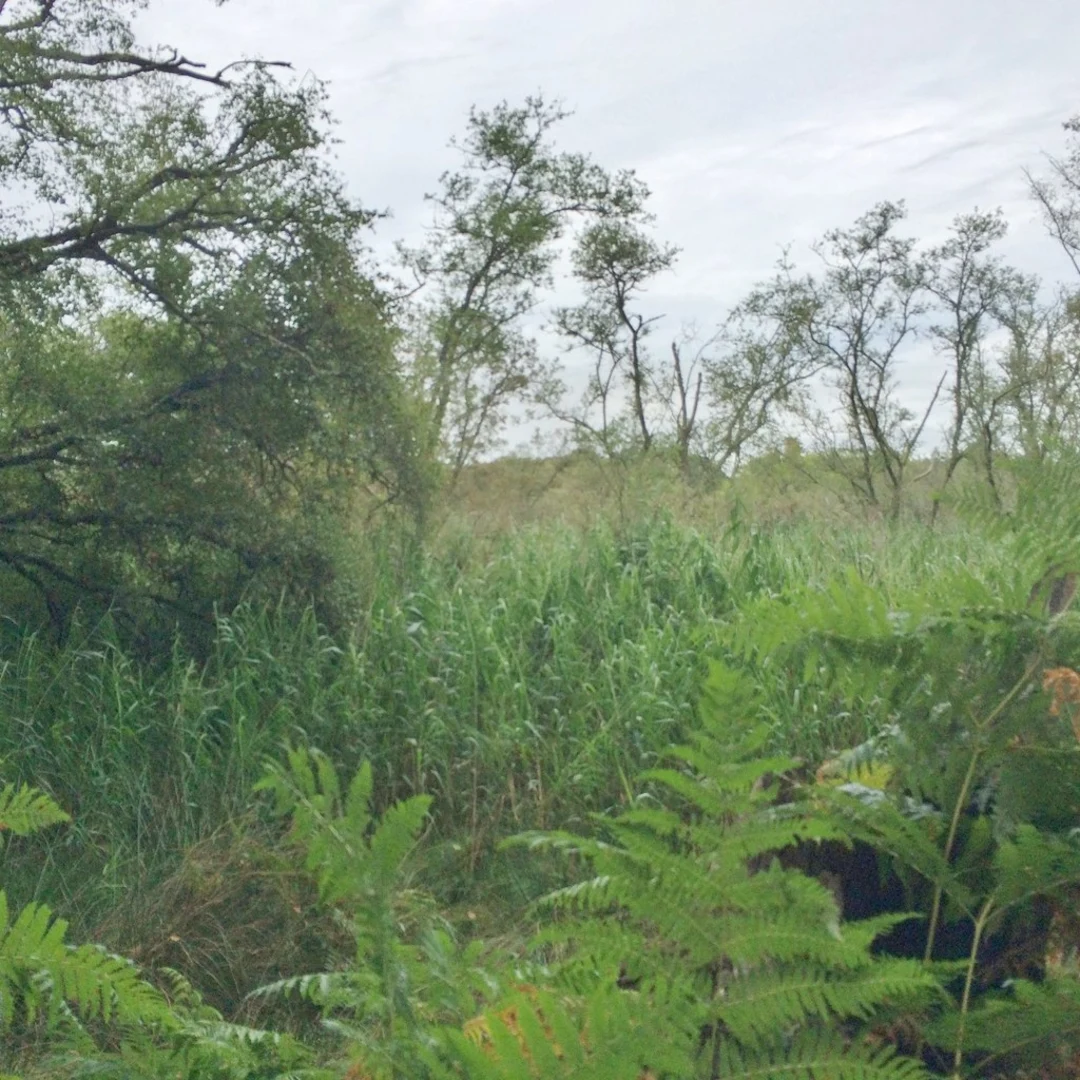An image depicting the trail Cole Wood Loop and its surrounding area.