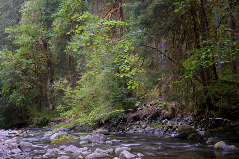 An image depicting the trail North Fork Sol Duc River Trail and its surrounding area.