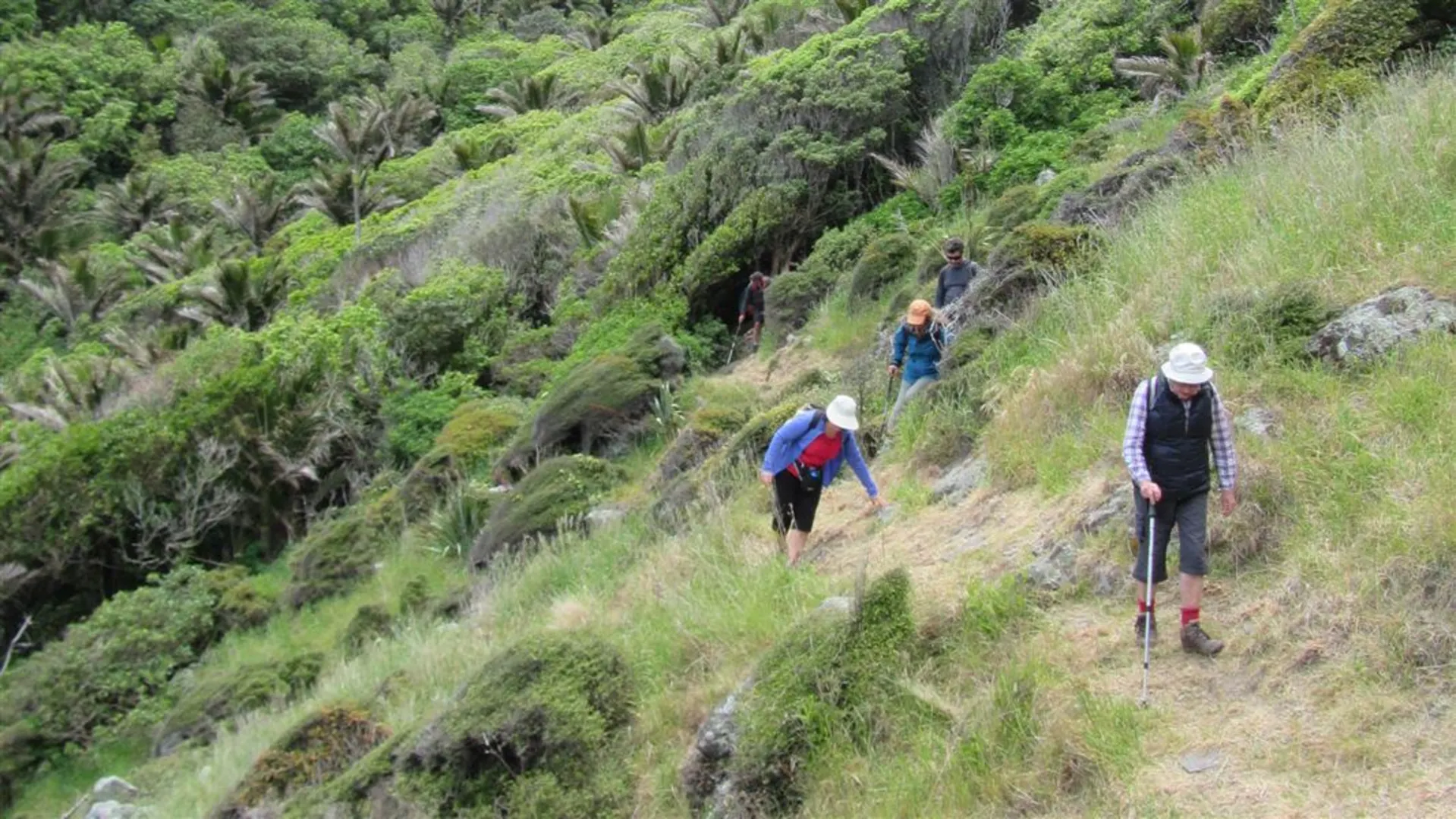An image depicting the trail Nīkau Palm Gully Scenic Reserve Walk and its surrounding area.