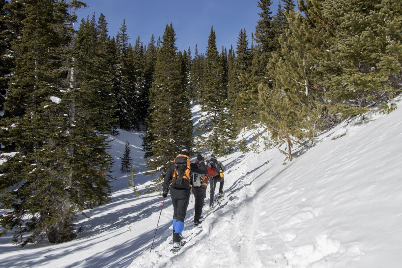 An image depicting the trail Jenny Creek Trail and its surrounding area.