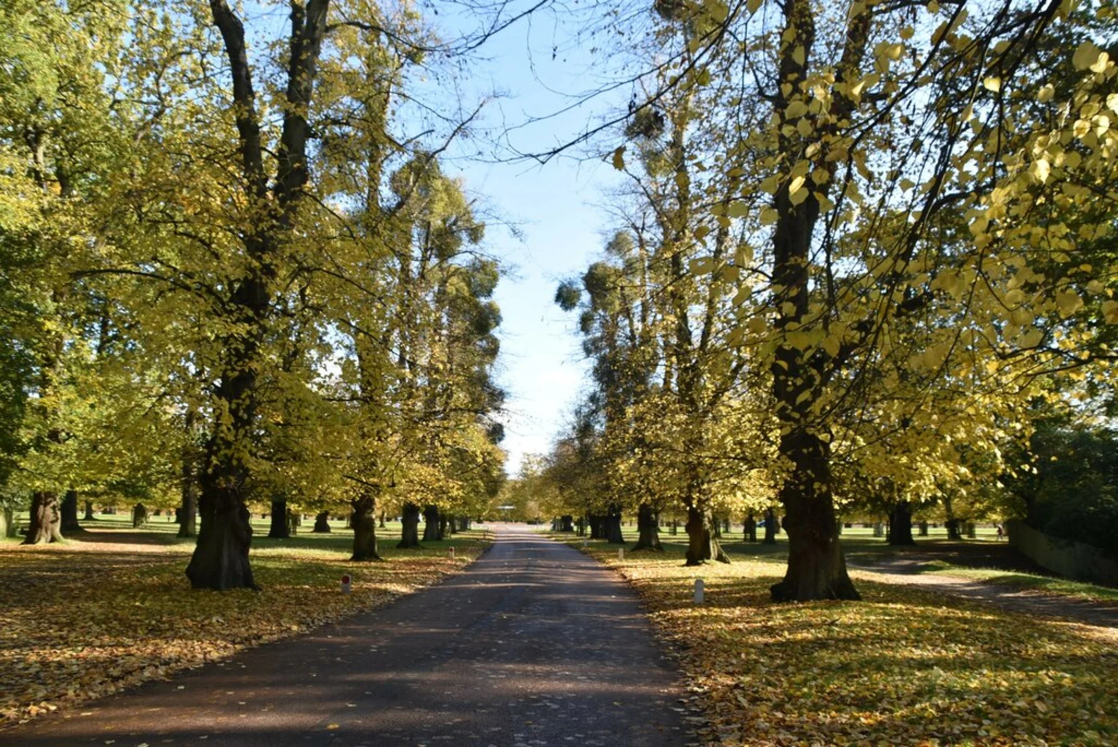 An image depicting the trail The Woodland Gardens and Bushy Park Loop and its surrounding area.