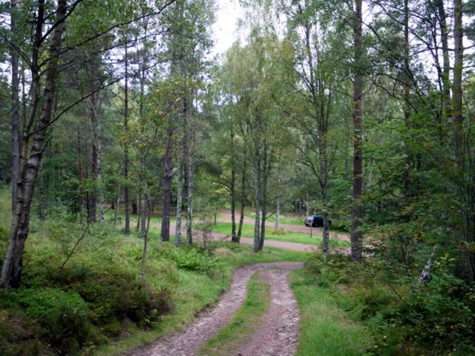 West Wood and Harbottle Lake Loop