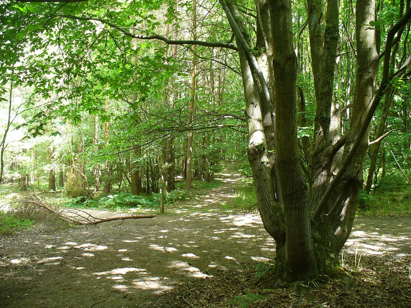An image depicting the trail Croydon to Redhill Walk and its surrounding area.