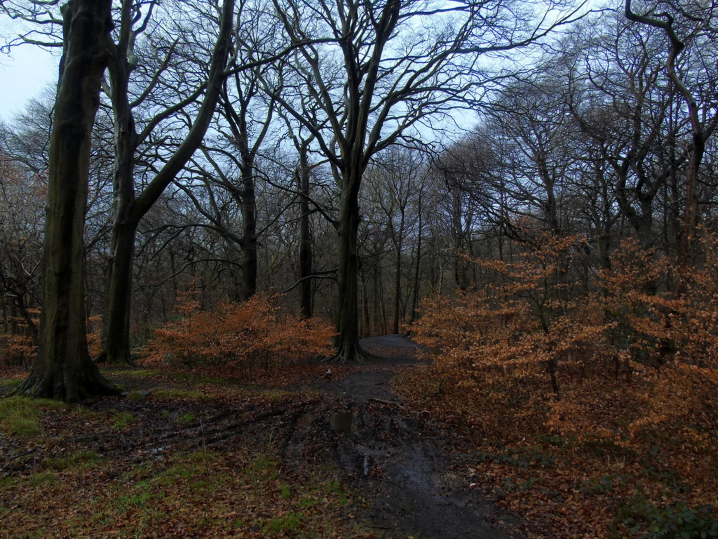 An image depicting the trail Royds Hall Great Wood and Low Wood Walk and its surrounding area.