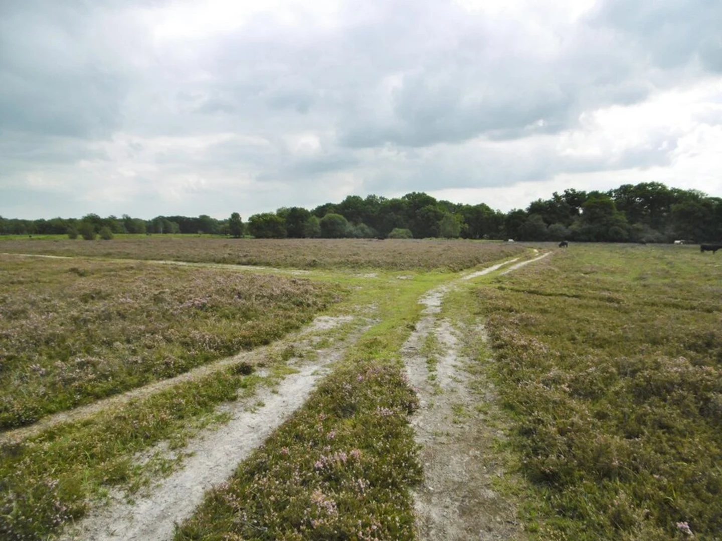 An image depicting the trail Ashurst New Forest Loop and its surrounding area.