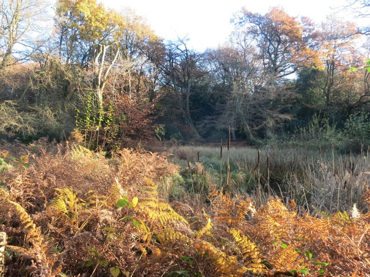 Naphill Common and Oaks Wood Loop