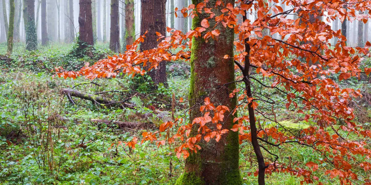 Monivea - Mass Track Trail