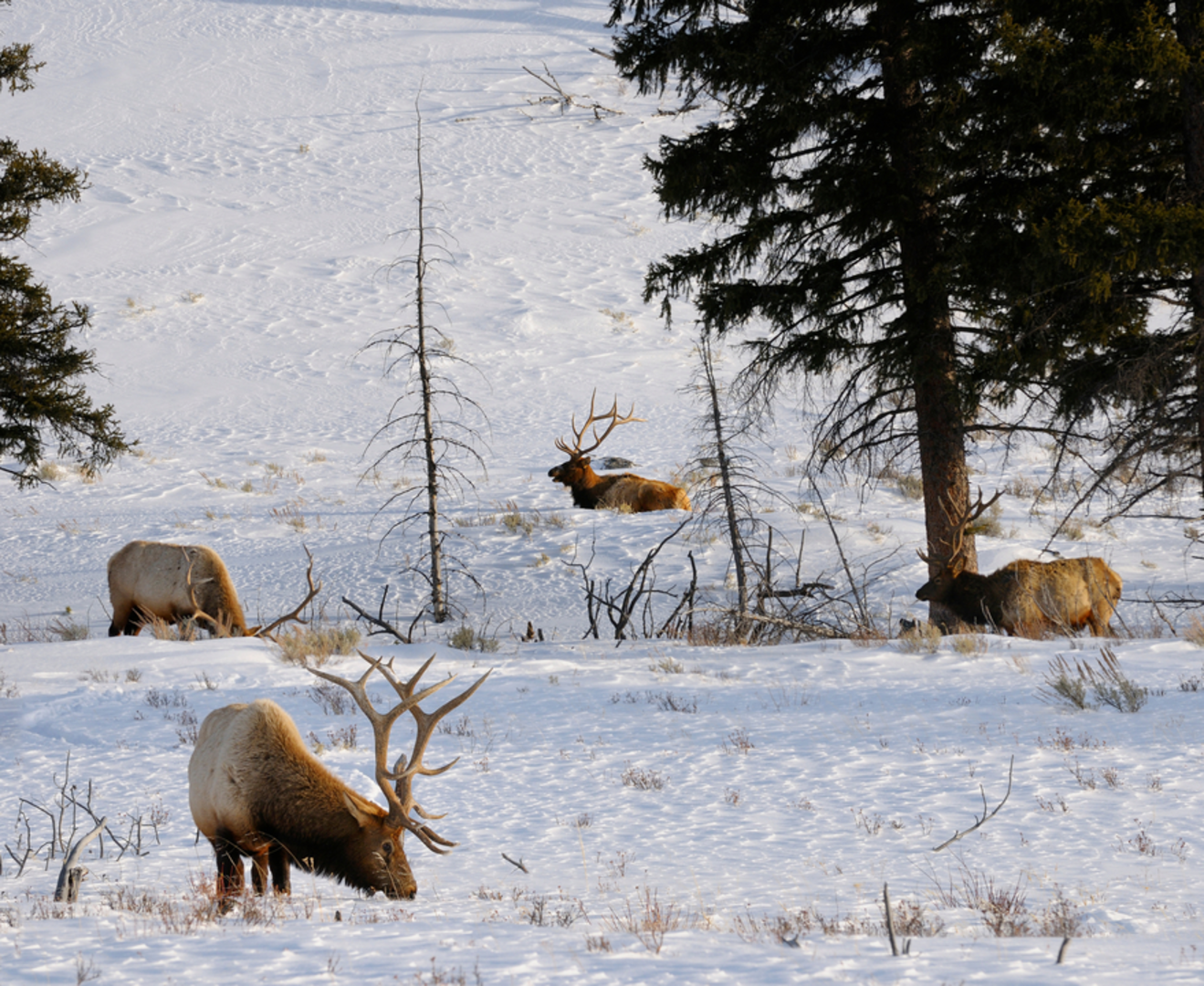 An image depicting the trail Blacktail Deer Creek to Yellowstone River Trail and its surrounding area.
