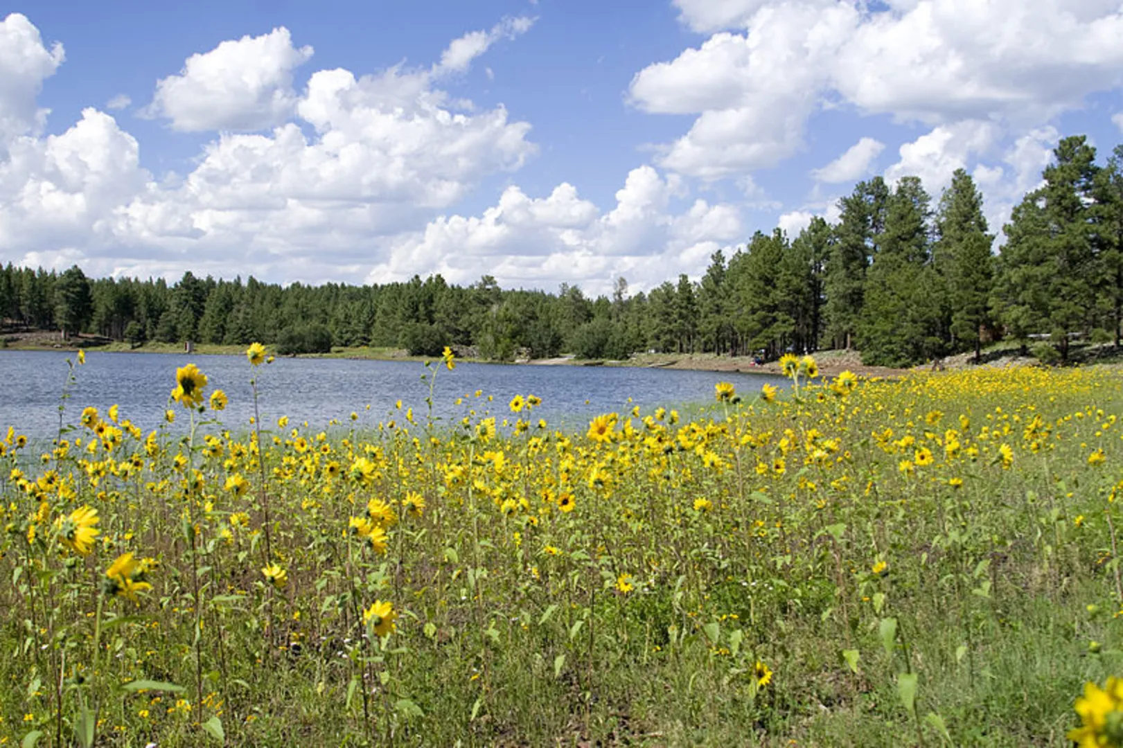 An image depicting the trail Ponderosa Nature Trail and its surrounding area.