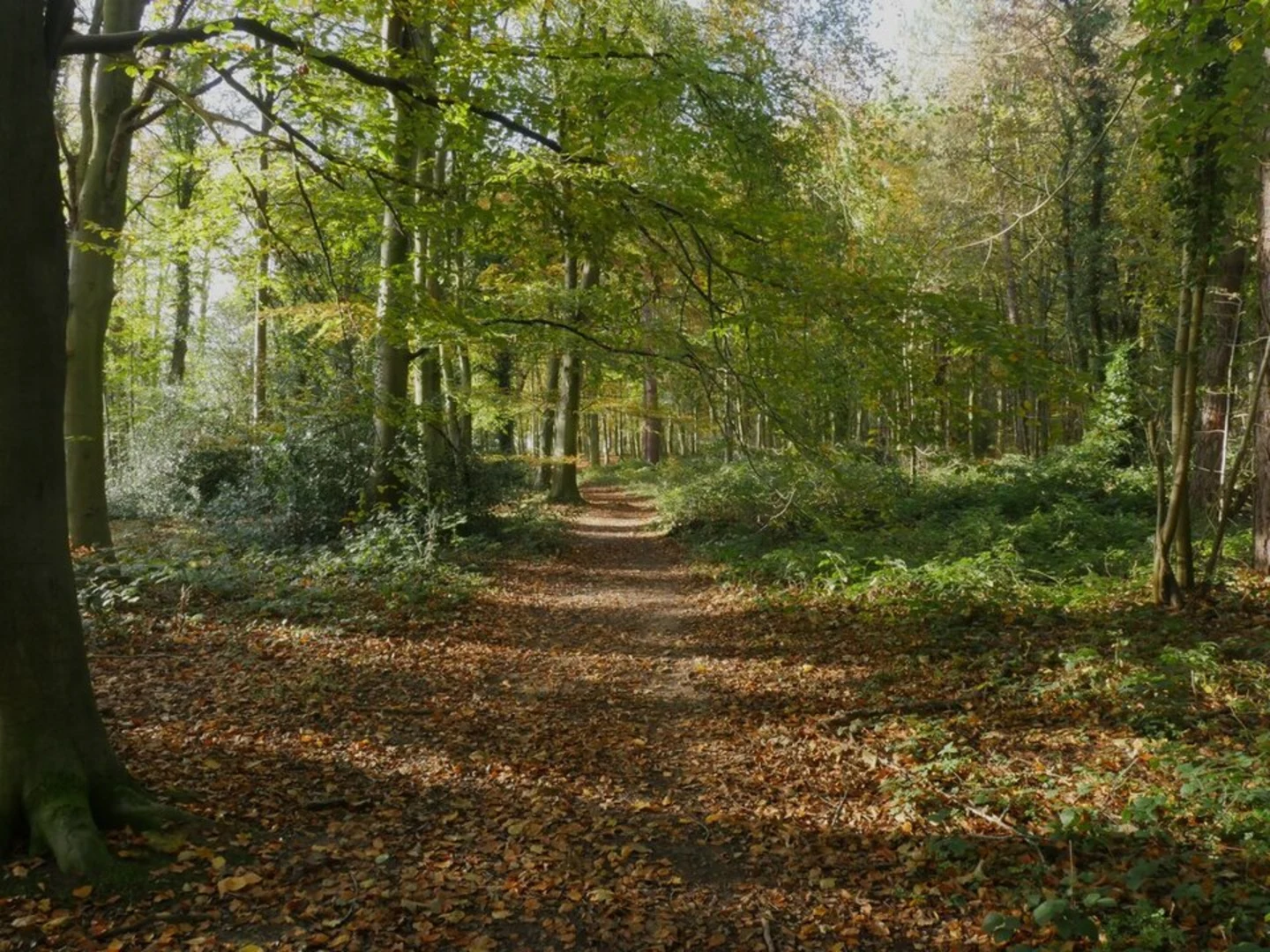 An image depicting the trail Bacton Woods Loop and its surrounding area.