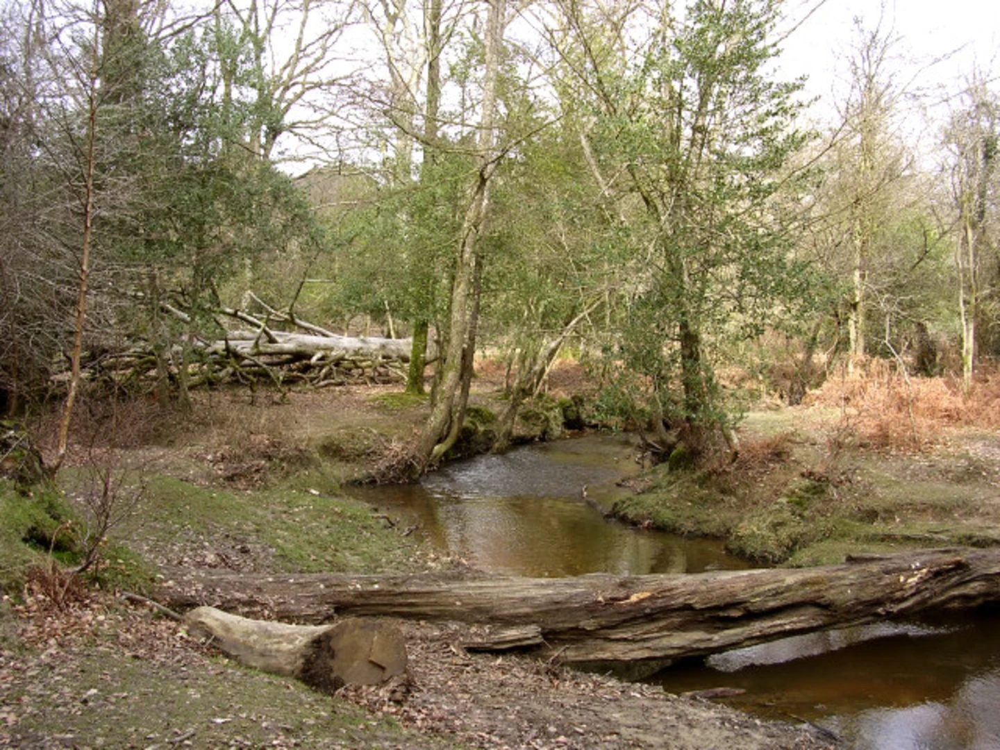 An image depicting the trail Broom Hill and Millyford Green Loop and its surrounding area.