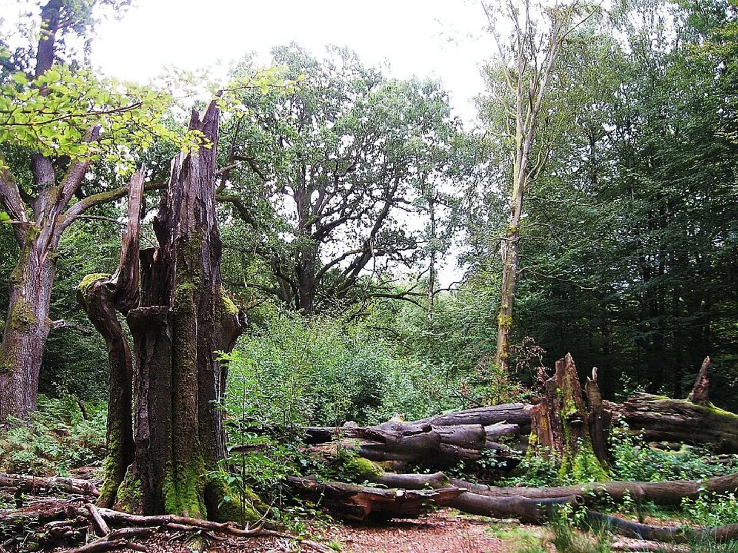 An image depicting the trail Urwald Sababurg Loop and its surrounding area.