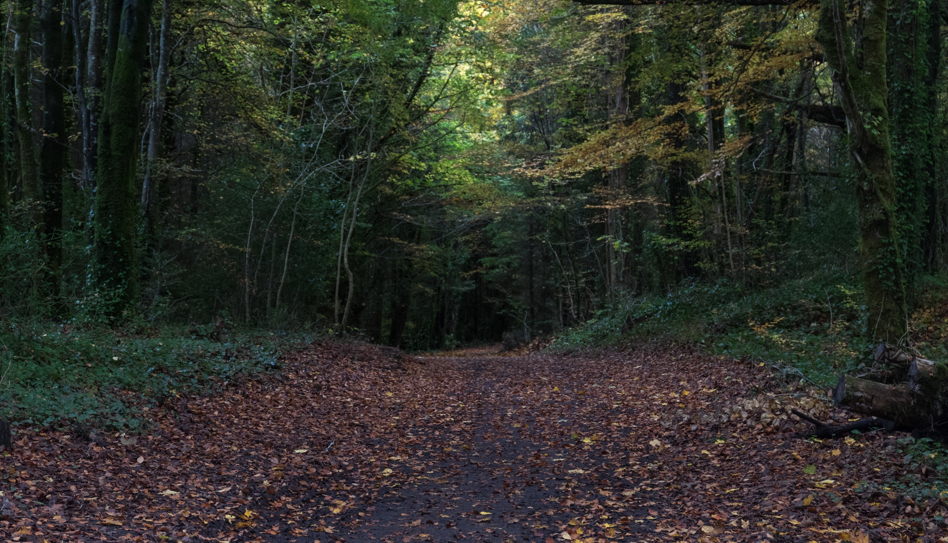 An image depicting the trail Cong Forest - Cong Nature Trail and its surrounding area.