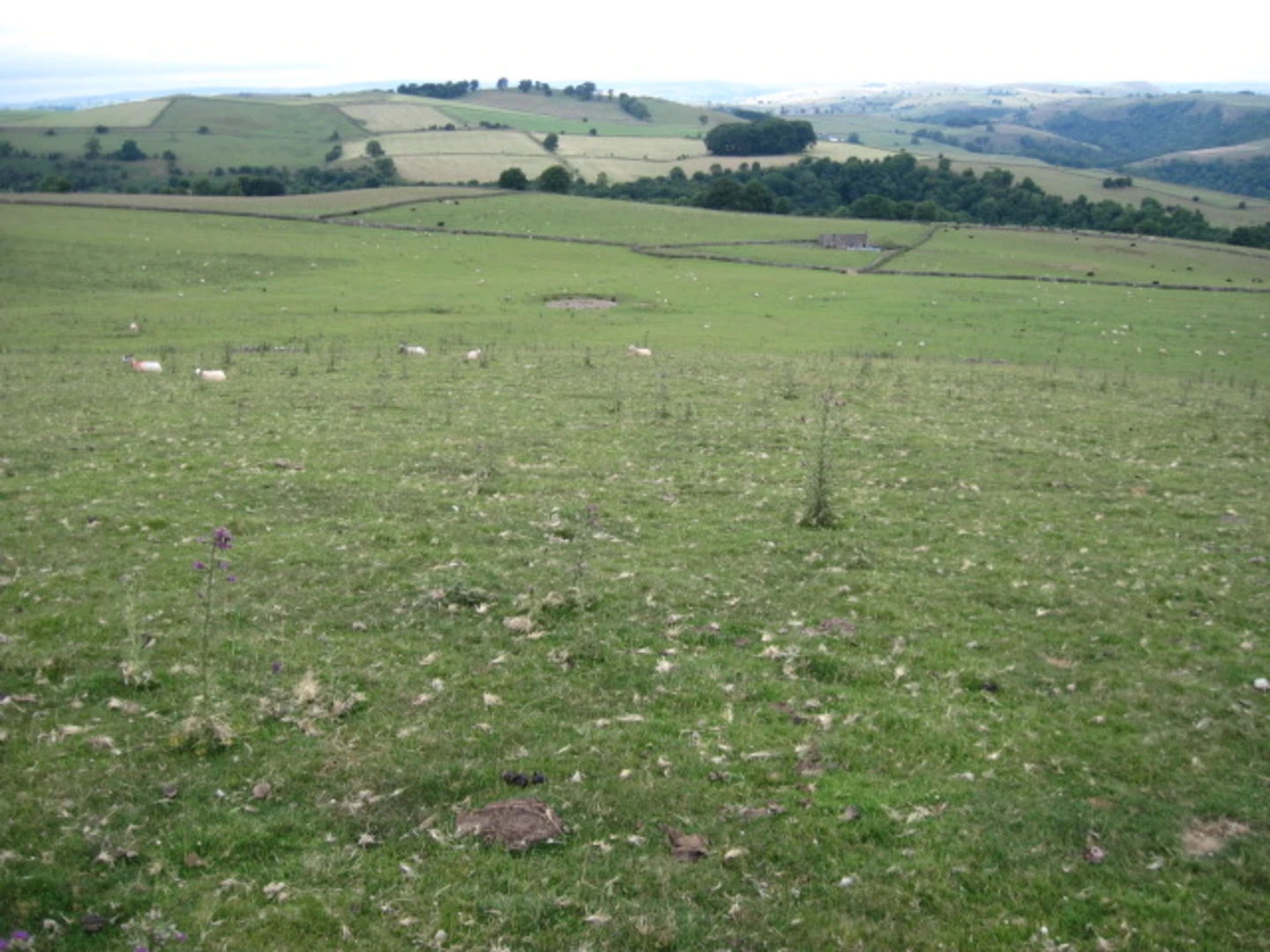An image depicting the trail Ilam Park, Hinkley Wood and Calton Loop and its surrounding area.