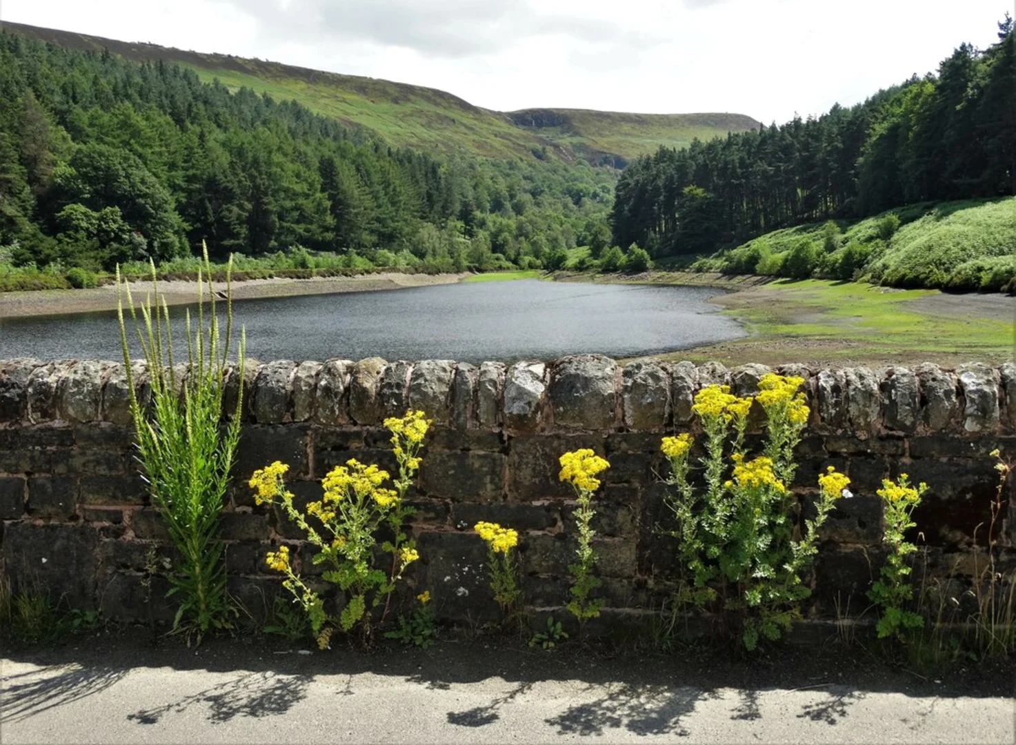 An image depicting the trail Herbage Hill, Riding Wood Reservoir and Yateholme Reservoir Loop and its surrounding area.