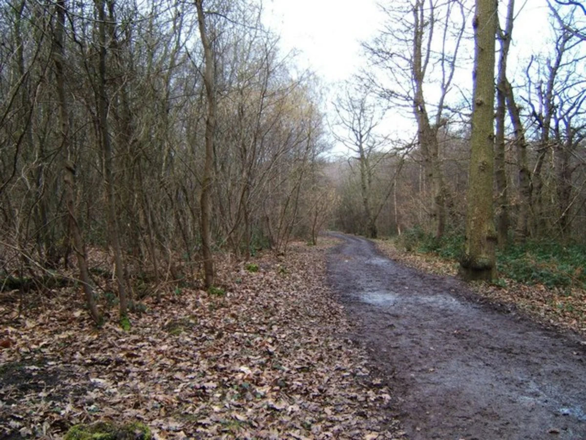 Hockley Woods and Gills Bench Loop