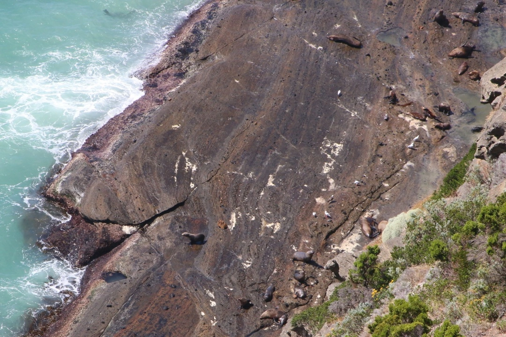 An image depicting the trail Blowholes to Cape Bridgewater Seal Colony Trail and its surrounding area.