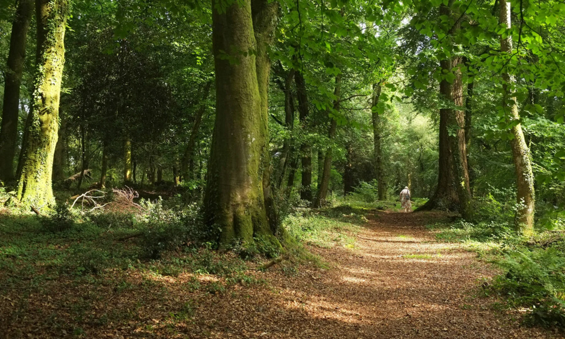 An image depicting the trail Wreyland Circular Walk and its surrounding area.
