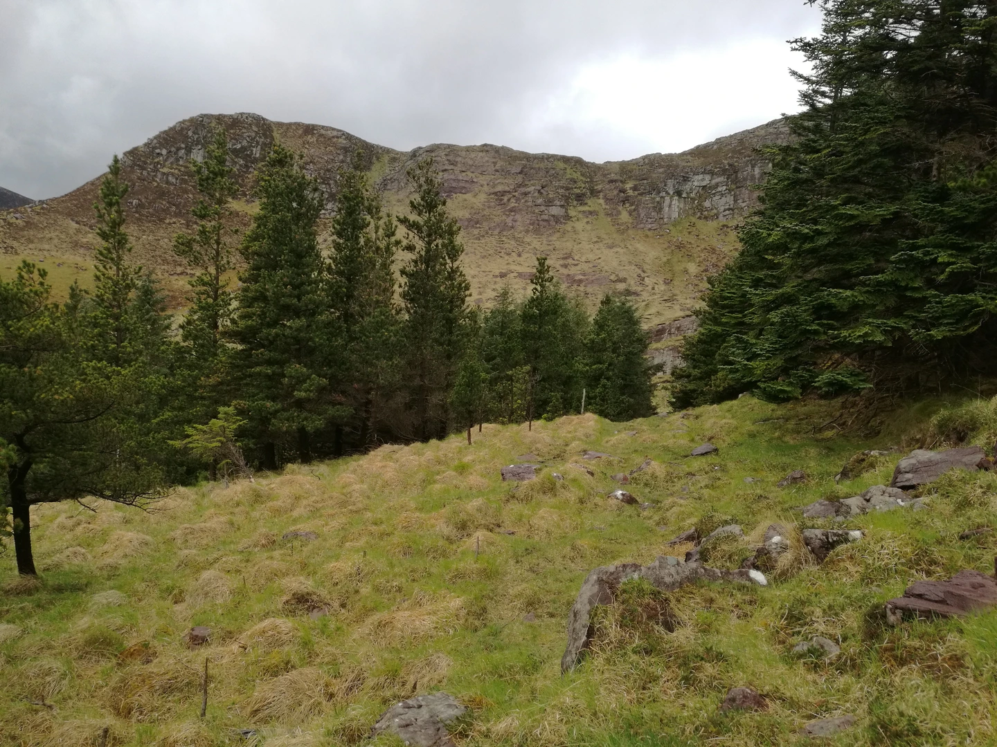 An image depicting the trail Gleanteenassig Wood Loop and its surrounding area.