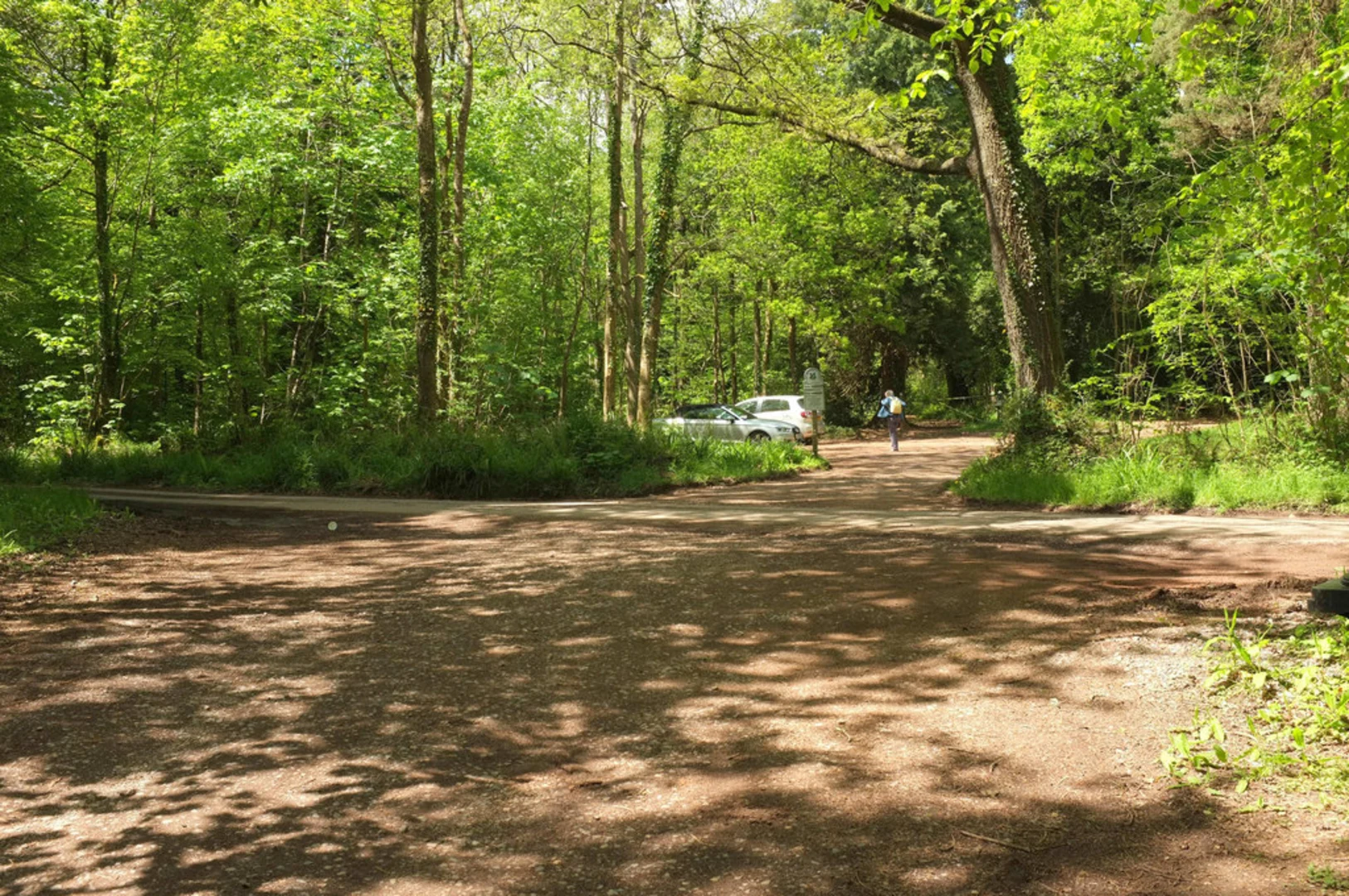 An image depicting the trail Ashclyst Forest Loop and its surrounding area.
