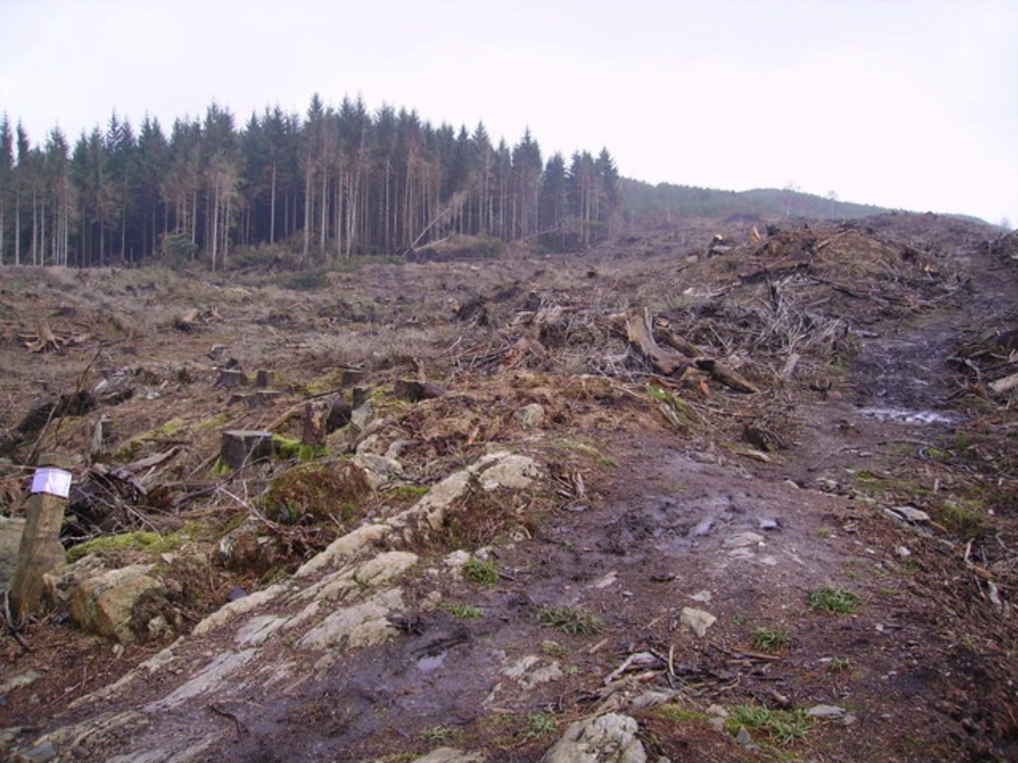 An image depicting the trail Silurian Way and Grizedale Tarn Loop Trail - Satterthwaite and its surrounding area.