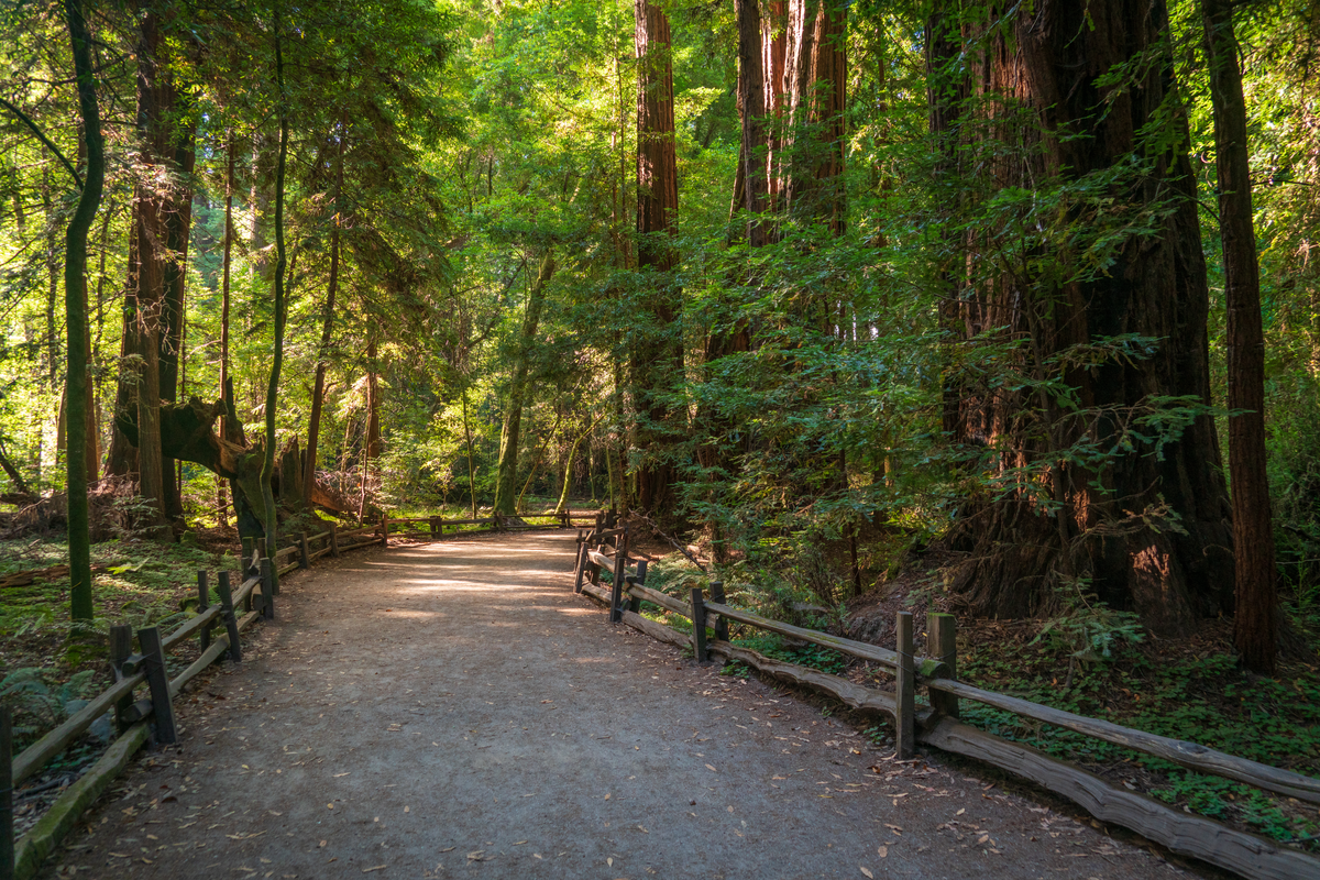 Redwood Grove, Eagle Creek and Pipeline Road Loop