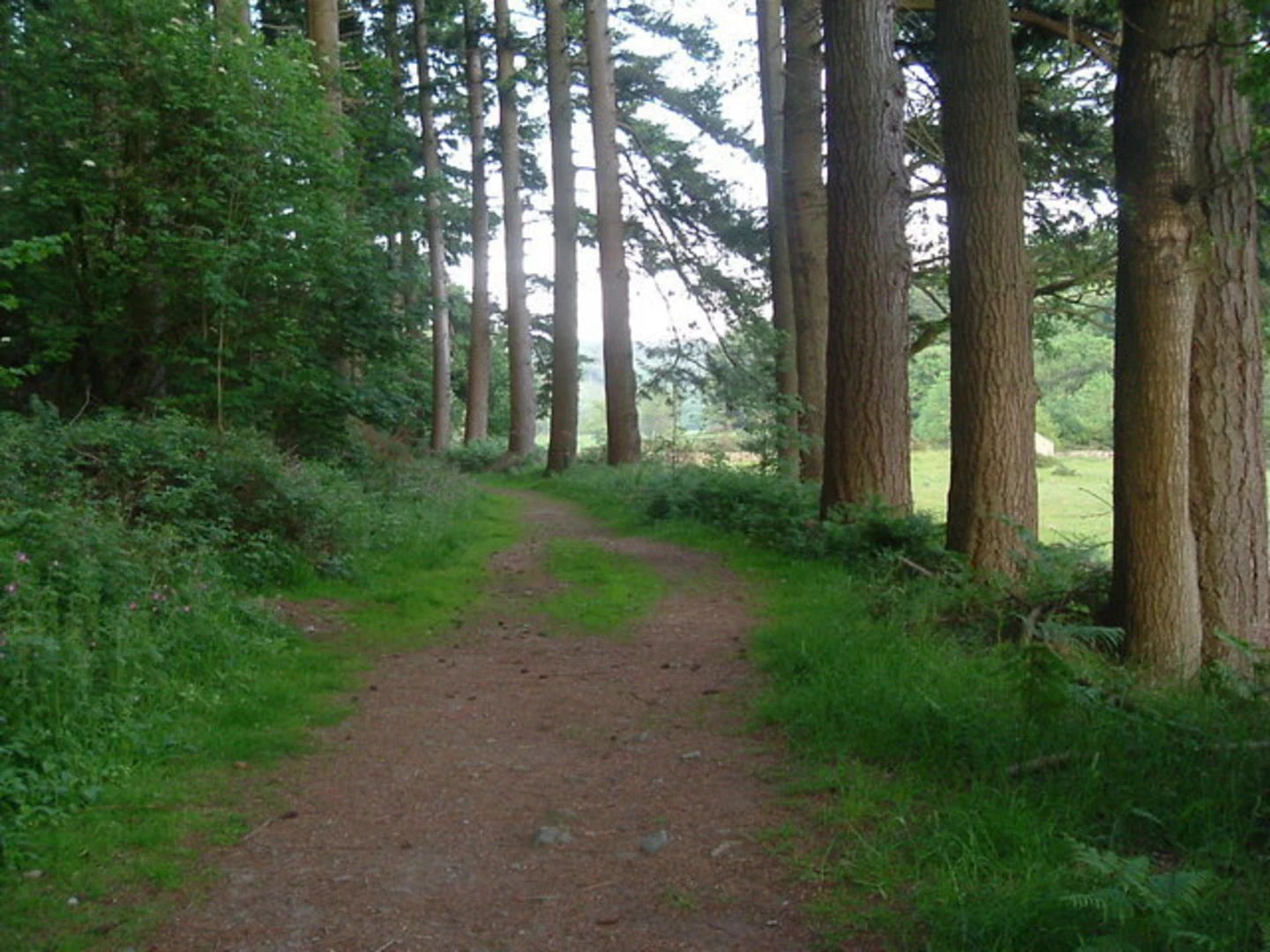 An image depicting the trail Douglas Loop Trail - Doach Wood and its surrounding area.