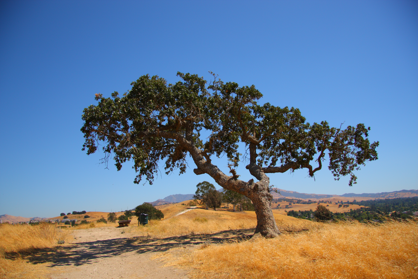 An image depicting the trail Cottonwood and Forgotten Loop Trail and its surrounding area.