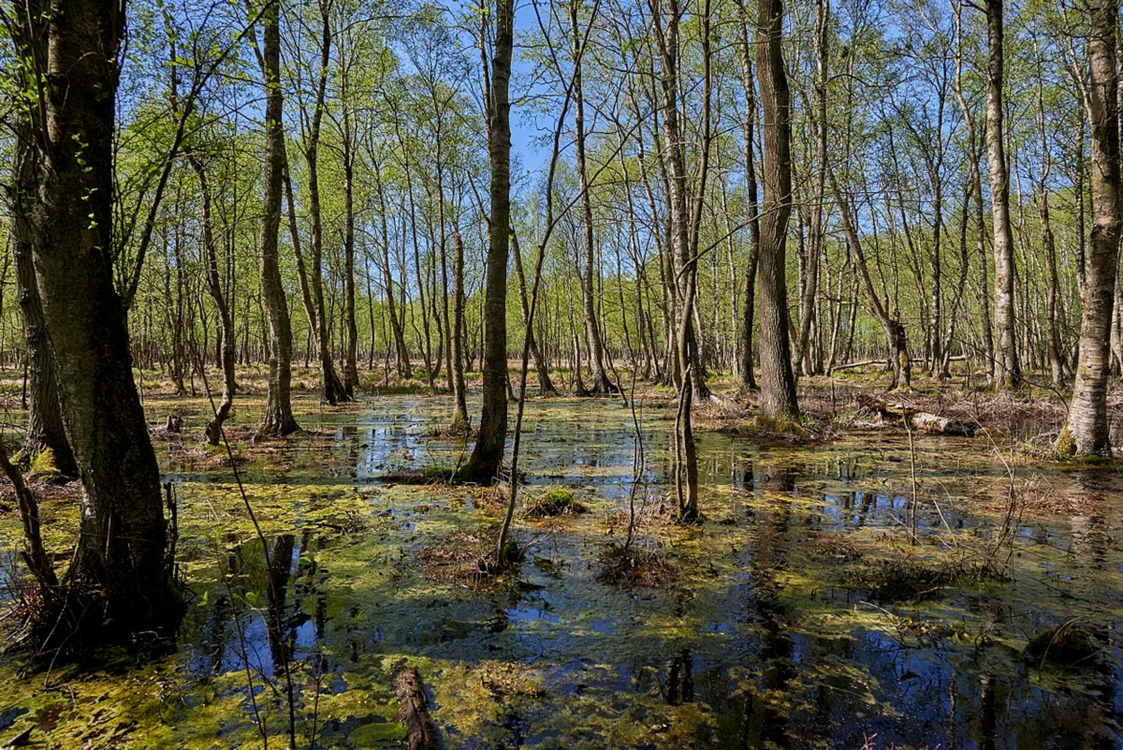 An image depicting the trail Felmer Moor, Kaltenhofer Moor and Hunnenberg Loop - Felmerholz and its surrounding area.
