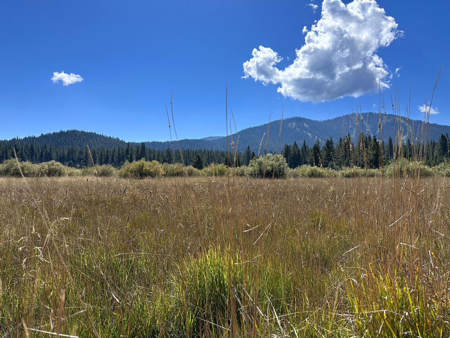 An image depicting the trail Tompkins and Martis Valley Loop Trail and its surrounding area.