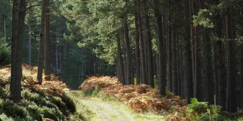 An image depicting the trail Nethy Bridge Path - Craigmore Trail and its surrounding area.