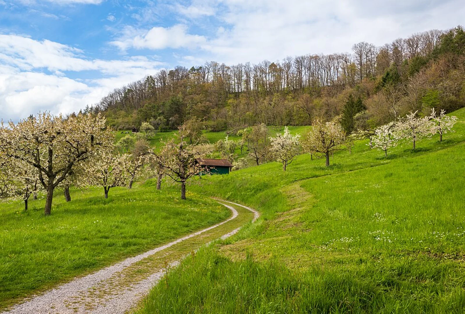 An image depicting the trail Schönbuch Westhang - Ammerbuch and Schönbuchspitz Loop via Schönbuchspitzrunde and its surrounding area.