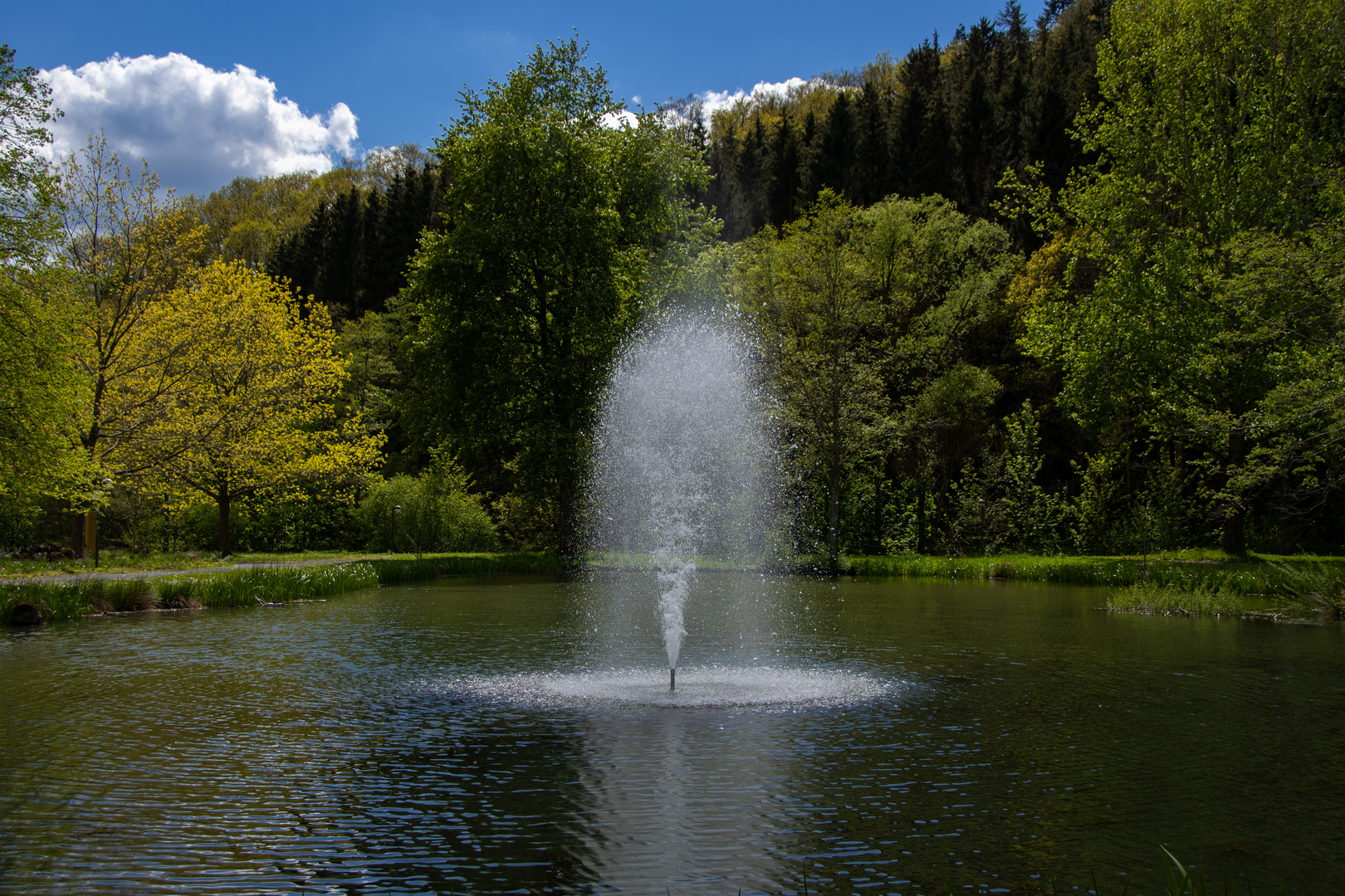 An image depicting the trail Bismarckturm, Schellenberg and Bomberg Loop and its surrounding area.