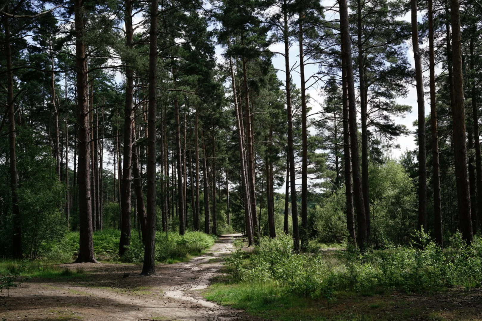 An image depicting the trail Chilworth and Blackheath Loop and its surrounding area.