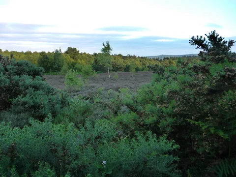 An image depicting the trail Iping Common and Stedham Common and its surrounding area.
