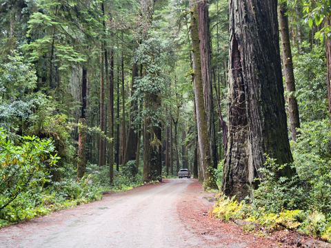 Howland Hill Nature Trail