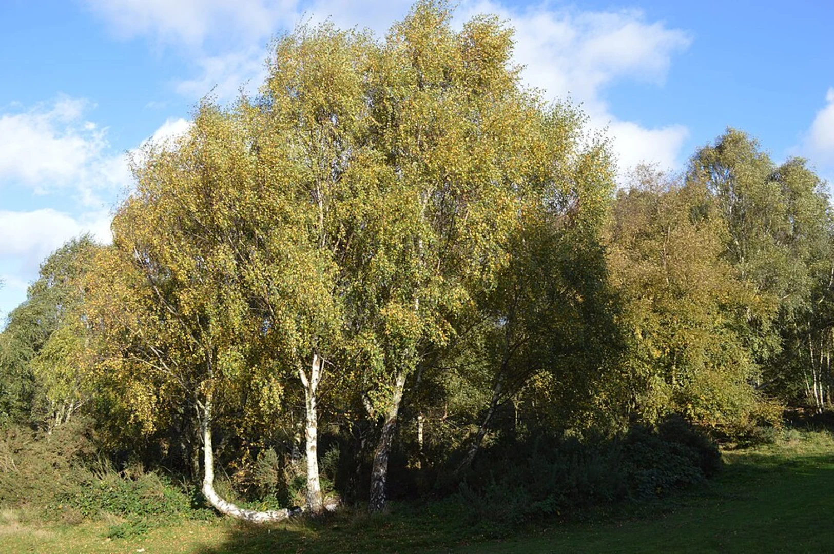 An image depicting the trail Chetwynd Coppice Loop and its surrounding area.