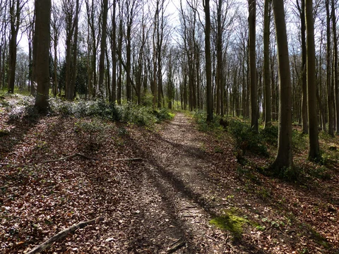 An image depicting the trail Racton, Stoughton and Compton Loop via Stansted Park and its surrounding area.