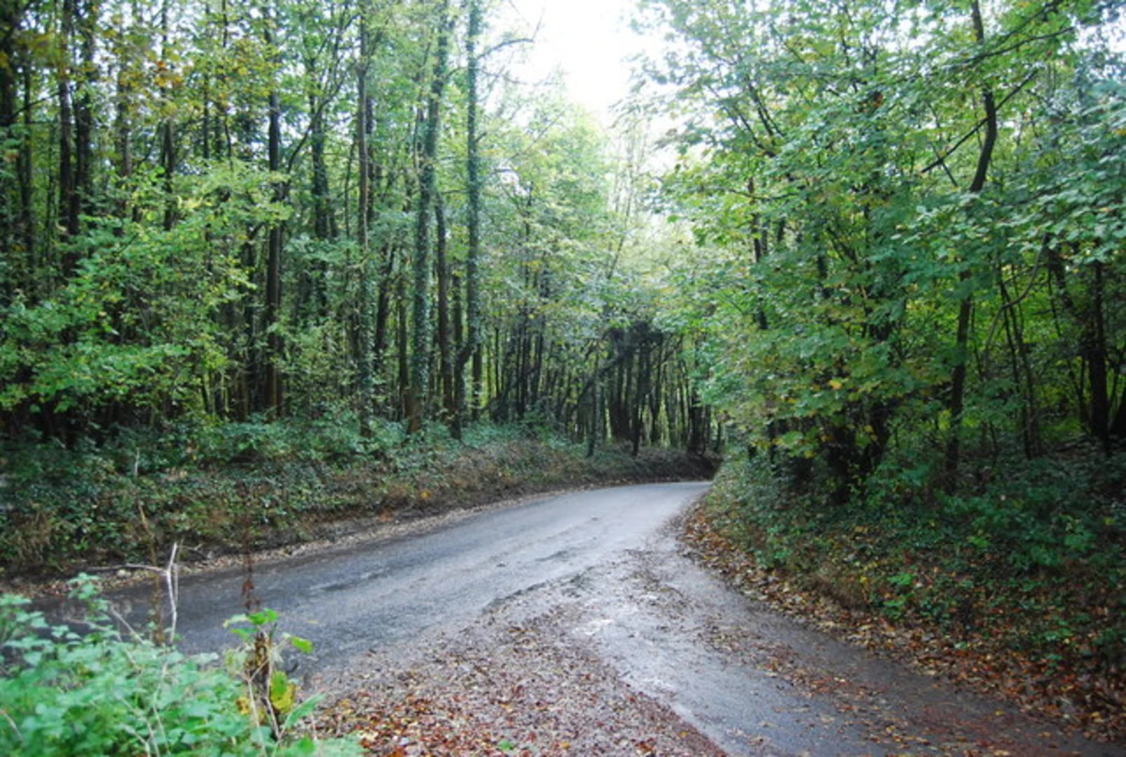 An image depicting the trail Flatdeal Wood, Rowdow Wood and The Chalk Pit Loop and its surrounding area.