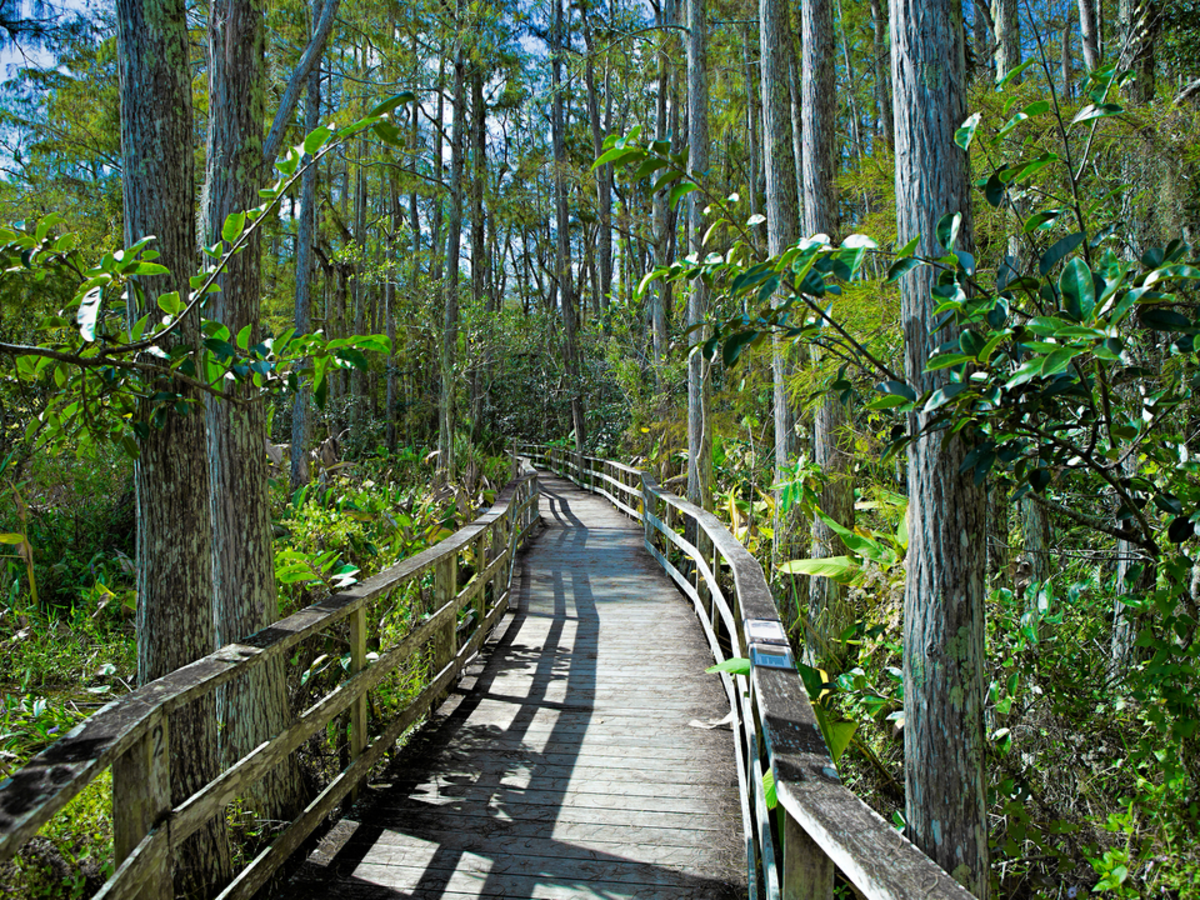 Corkscrew Sanctuary Boardwalk Loop