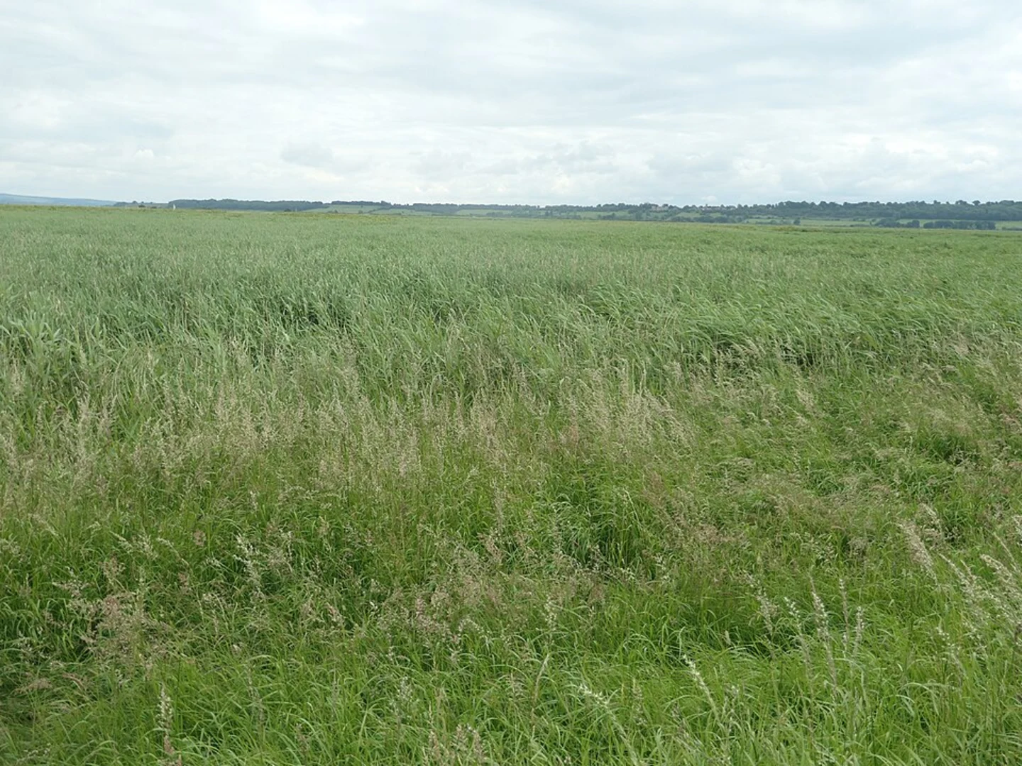 An image depicting the trail Twin Rivers Country Park Loop and its surrounding area.
