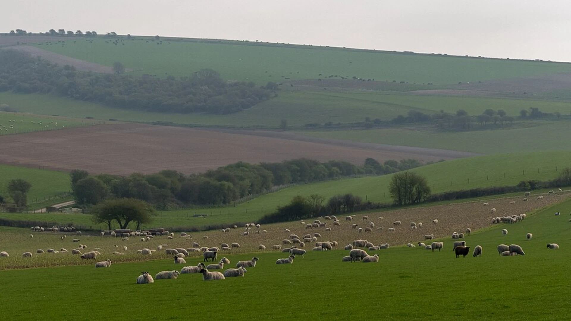 An image depicting the trail Cissbury Ring and Chalkpit Wood Loop and its surrounding area.