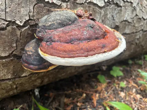 An image depicting the trail Evans Gulch Trail and its surrounding area.