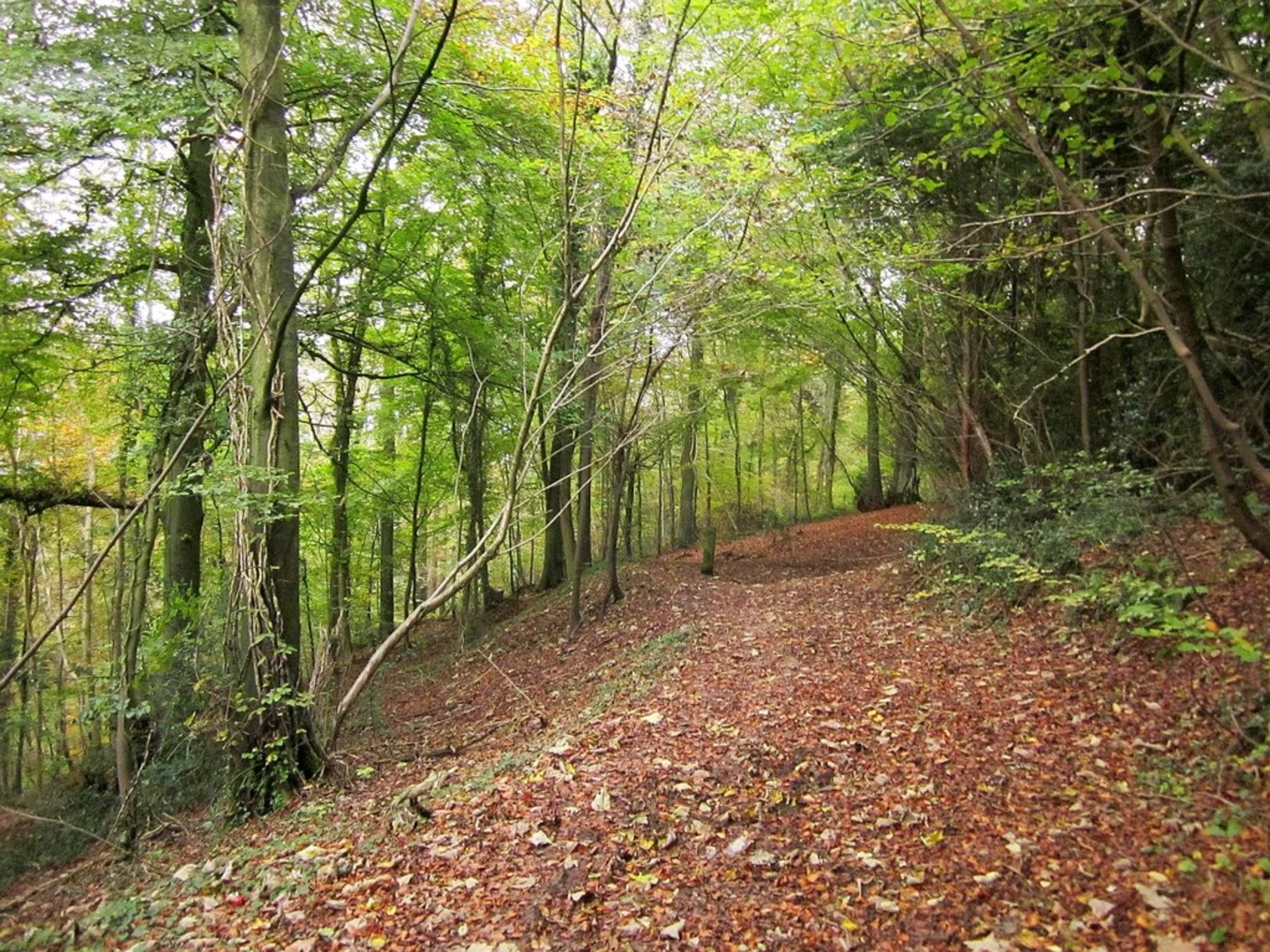 An image depicting the trail Hermitage Wood and Westfield Wood Loop and its surrounding area.