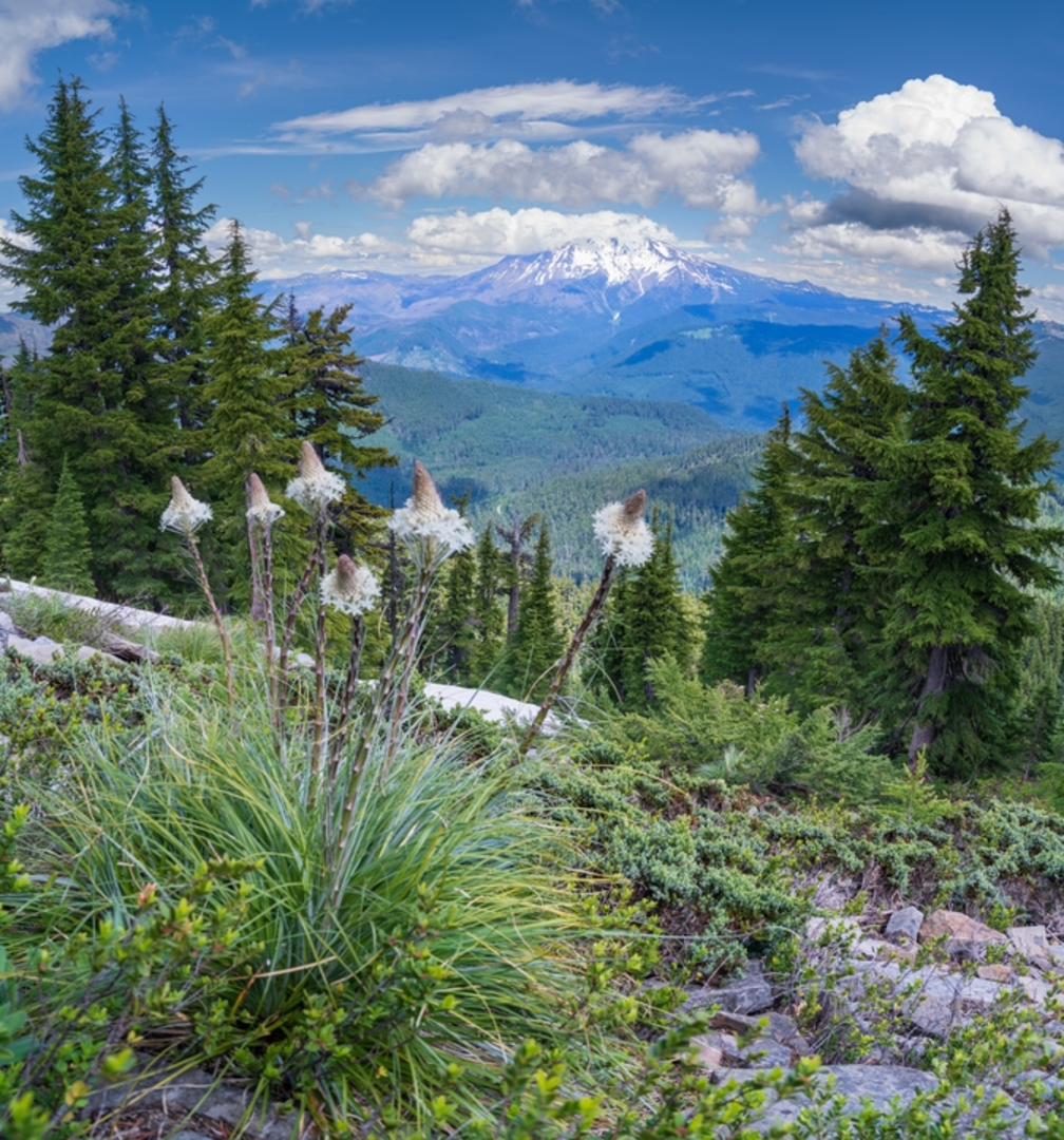 An image depicting the trail Rhododendron Ridge Trail and its surrounding area.