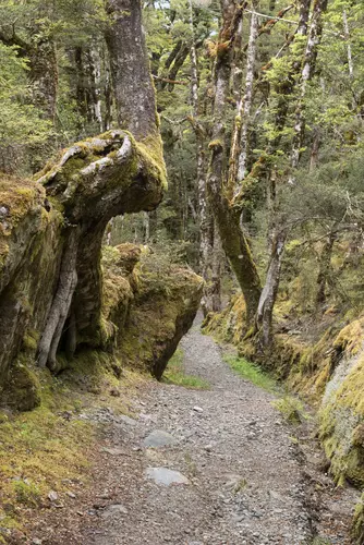Haast Pass Lookout Track